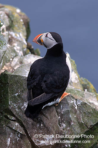 Puffin (Fratercula arctica) - Macareux moine - 17413