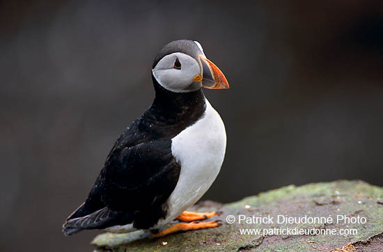 Puffin (Fratercula arctica) - Macareux moine - 17415