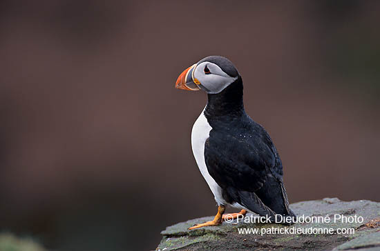 Puffin (Fratercula arctica) - Macareux moine - 17416