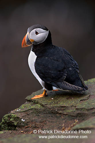 Puffin (Fratercula arctica) - Macareux moine - 17417