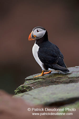 Puffin (Fratercula arctica) - Macareux moine - 17418