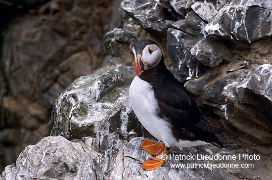 Puffin (Fratercula arctica) - Macareux moine - 17419