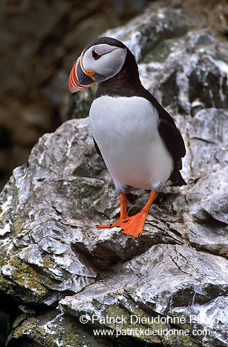 Puffin (Fratercula arctica) - Macareux moine - 17420