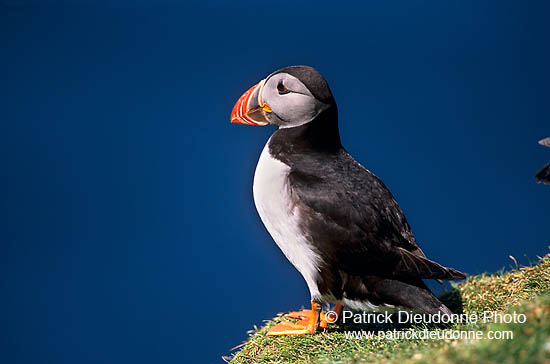 Puffin (Fratercula arctica) - Macareux moine - 17421