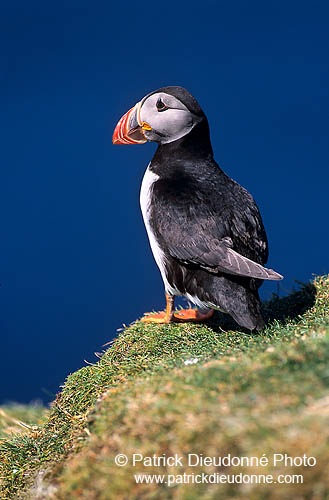 Puffin (Fratercula arctica) - Macareux moine - 17423