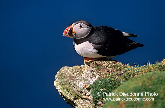 Puffin (Fratercula arctica) - Macareux moine - 17424