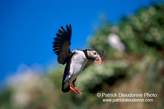 Puffin (Fratercula arctica) - Macareux moine - 17426