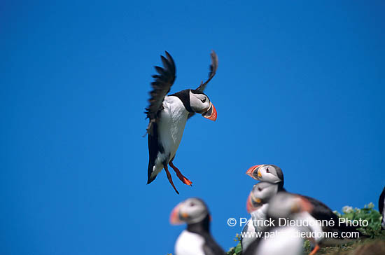 Puffin (Fratercula arctica) - Macareux moine - 17427