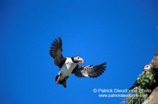 Puffin (Fratercula arctica) - Macareux moine - 17428