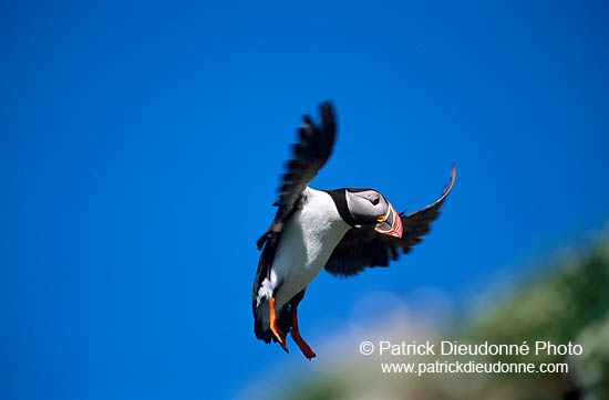 Puffin (Fratercula arctica) - Macareux moine - 17429