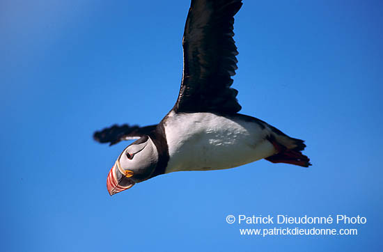 Puffin (Fratercula arctica) - Macareux moine - 17431