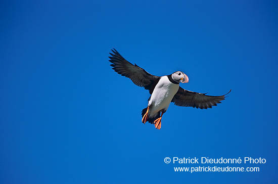 Puffin (Fratercula arctica) - Macareux moine - 17432