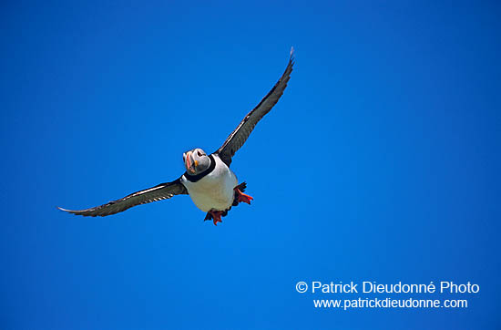 Puffin (Fratercula arctica) - Macareux moine - 17433