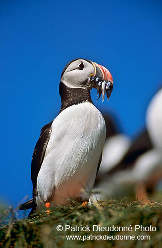 Puffin (Fratercula arctica) - Macareux moine - 17434