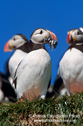 Puffin (Fratercula arctica) - Macareux moine - 17435