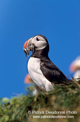 Puffin (Fratercula arctica) - Macareux moine - 17436