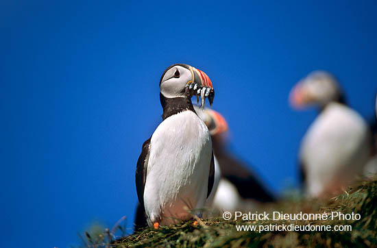 Puffin (Fratercula arctica) - Macareux moine - 17437