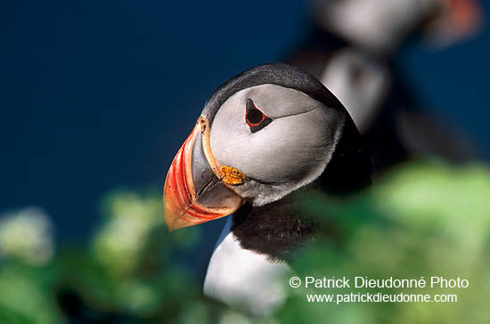 Puffin (Fratercula arctica) - Macareux moine - 17439