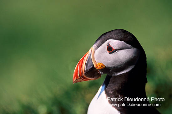 Puffin (Fratercula arctica) - Macareux moine - 17440