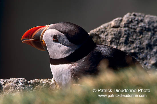 Puffin (Fratercula arctica) - Macareux moine - 17441