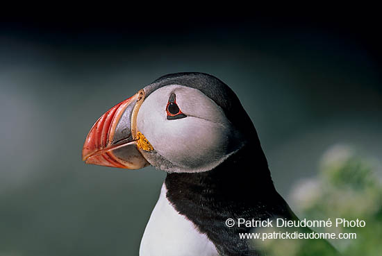 Puffin (Fratercula arctica) - Macareux moine - 17442