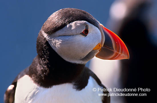 Puffin (Fratercula arctica) - Macareux moine - 17443