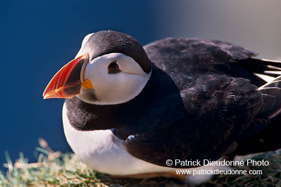 Puffin (Fratercula arctica) - Macareux moine - 17444