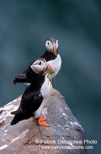 Puffin (Fratercula arctica) - Macareux moine - 17448