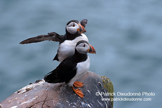 Puffin (Fratercula arctica) - Macareux moine - 17450