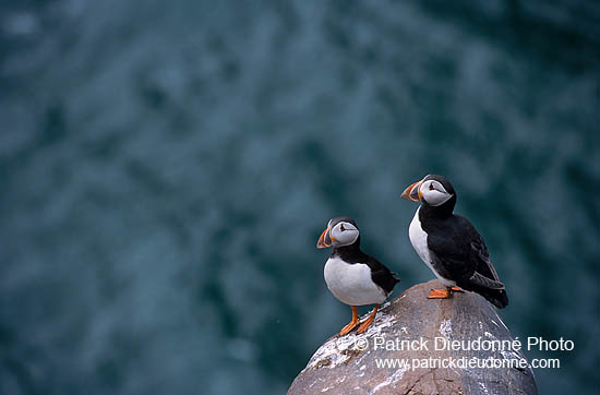 Puffin (Fratercula arctica) - Macareux moine - 17451