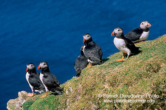 Puffin (Fratercula arctica) - Macareux moine - 17453