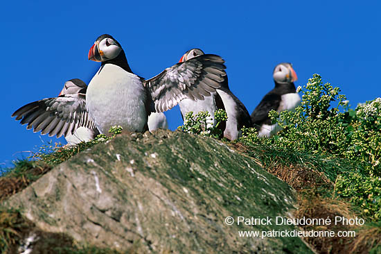 Puffin (Fratercula arctica) - Macareux moine - 17455