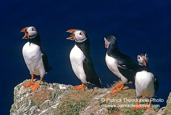 Puffin (Fratercula arctica) - Macareux moine - 17454