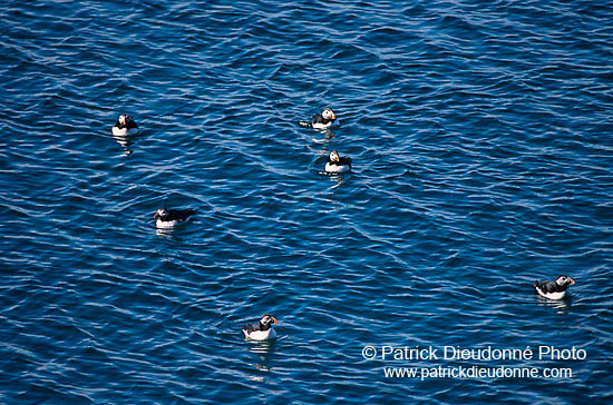 Puffin (Fratercula arctica) - Macareux moine - 17456