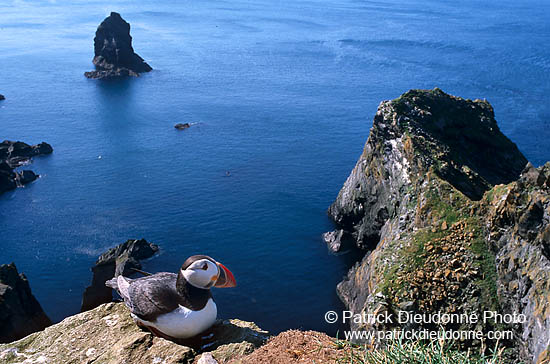 Puffin (Fratercula arctica) - Macareux moine - 17457