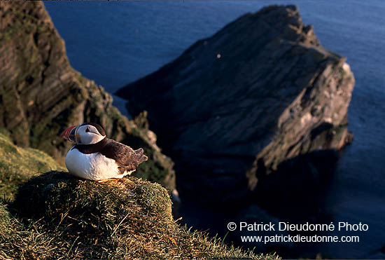 Puffin (Fratercula arctica) - Macareux moine - 17458