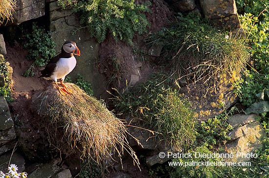 Puffin (Fratercula arctica) - Macareux moine - 17460