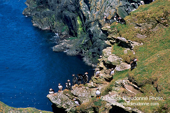 Puffin (Fratercula arctica) - Macareux moine - 17462