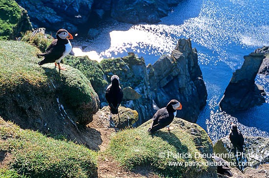 Puffin (Fratercula arctica) - Macareux moine - 17463