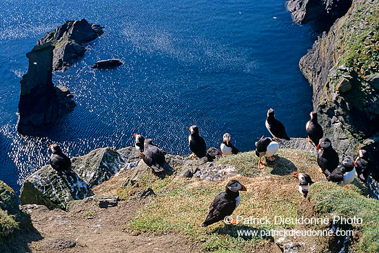 Puffin (Fratercula arctica) - Macareux moine - 17464