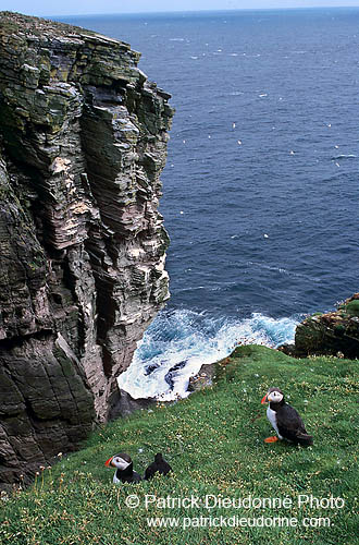 Puffin (Fratercula arctica) - Macareux moine - 17465