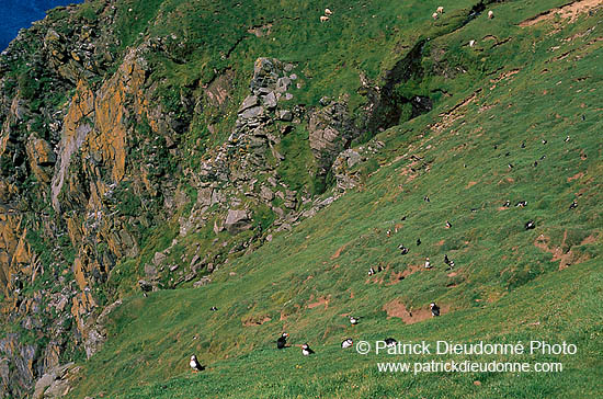 Puffin (Fratercula arctica) - Macareux moine - 17467