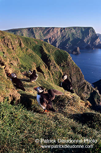 Puffin (Fratercula arctica) - Macareux moine - 17469