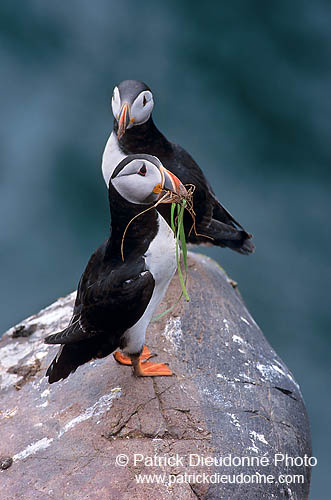 Puffin (Fratercula arctica) - Macareux moine - 17470