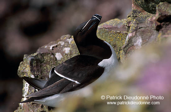 Razorbill (Alca torda) - Pingouin torda- 17472