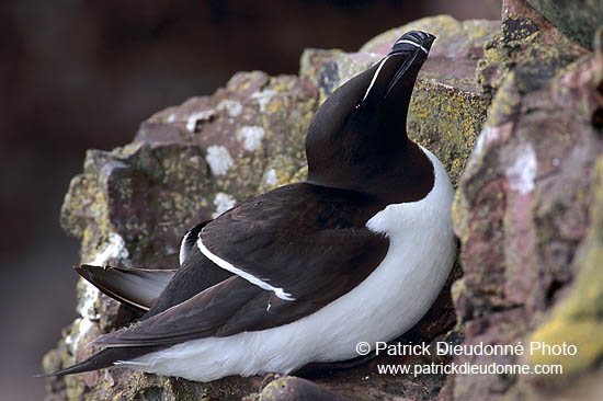 Razorbill (Alca torda) - Pingouin torda - 17473