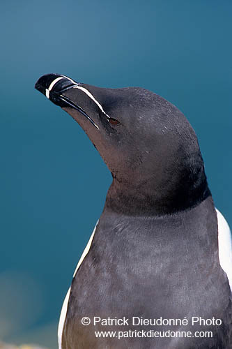 Razorbill (Alca torda) - Pingouin torda - 17474