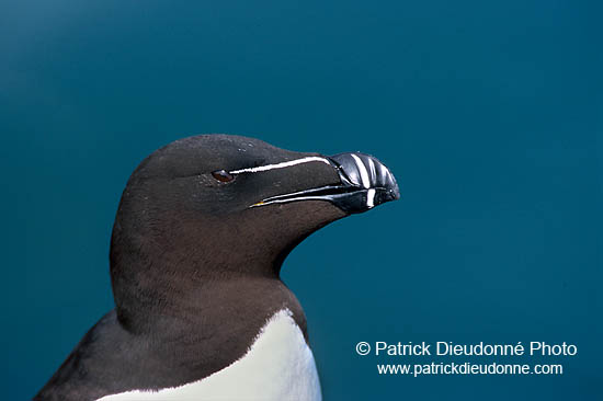 Razorbill (Alca torda) - Pingouin torda - 17475