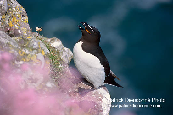 Razorbill (Alca torda) - Pingouin torda - 17477