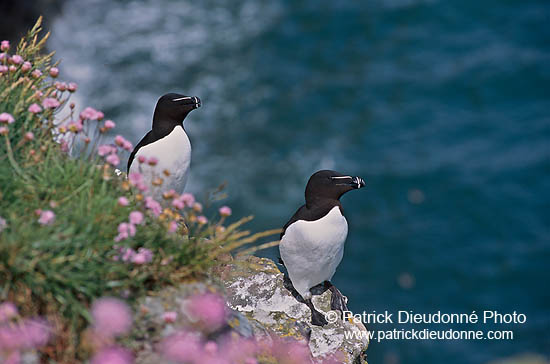 Razorbill (Alca torda) - Pingouin torda - 17478